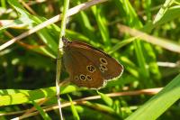Aphantopus hyperantus