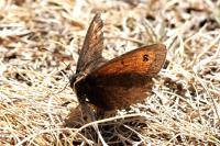 Erebia ottomana tardenota