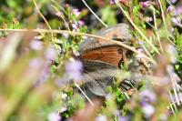 Erebia ottomana tardenota