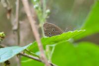 Aphantopus hyperantus