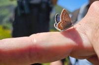 Plebejus