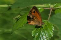 Pyronia tithonus