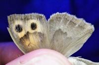 Hyponephele lupina