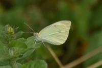 Pieris rapae
