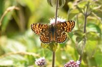 Melitaea phoebe
