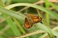 Hesperia comma