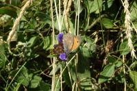 Coenonympha pamphilus