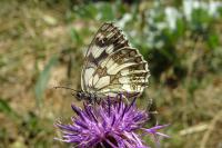 Melanargia galathea