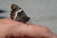 Hipparchia fagi