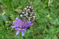 Melanargia galathea