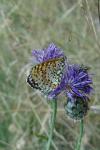 Melitaea didyma