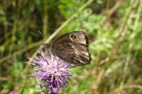 Satyrus ferula