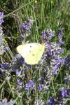 Colias crocea