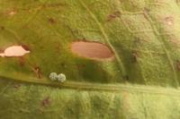 Lycaena dispar