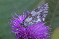 Melanargia galathea