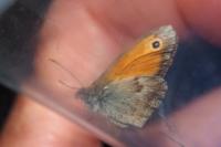 Coenonympha pamphilus