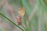 Lycaena tityrus