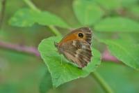 Pyronia tithonus