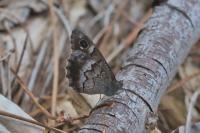 Hipparchia statilinus