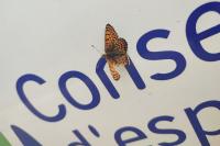 Melitaea cinxia