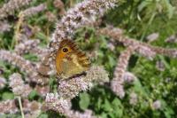 Pyronia tithonus