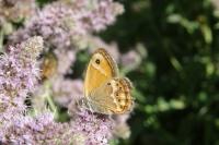 Coenonympha arcania