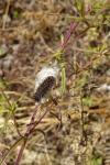 Melitaea phoebe