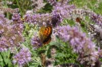 Lycaena virgaureae