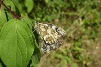 Melanargia galathea