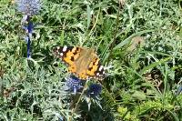 Vanessa cardui