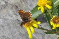 Aricia agestis