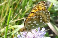 Speyeria aglaja