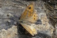 Lasiommata maera