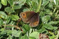 Erebia meolans