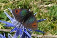Erebia arvernensis