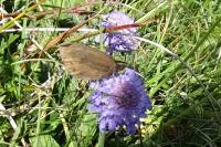 Erebia meolans