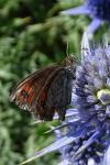 Erebia arvernensis