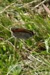 Erebia arvernensis