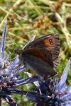 Erebia arvernensis