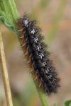 Melitaea phoebe