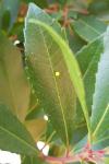 Charaxes jasius