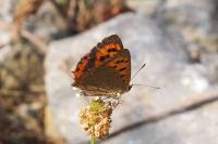 Lycaena phlaeas