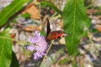 Aglais io