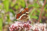 Araschnia levana