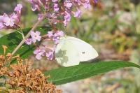 Pieris rapae