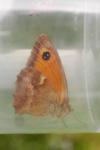 Pyronia tithonus