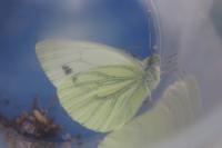 Pieris napi