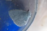 Celastrina argiolus
