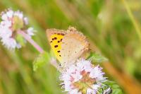 Lycaena phlaeas