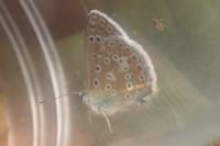 Polyommatus icarus